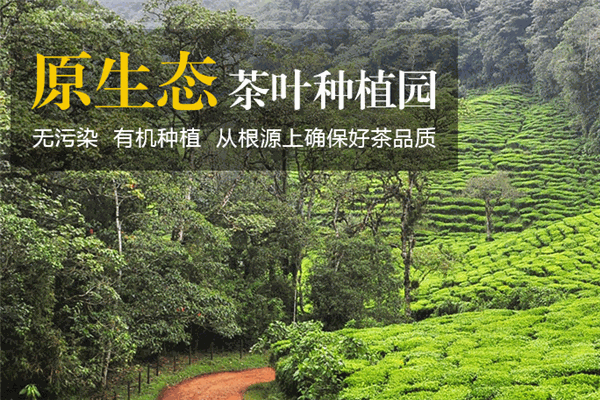 紫沁茶业加盟