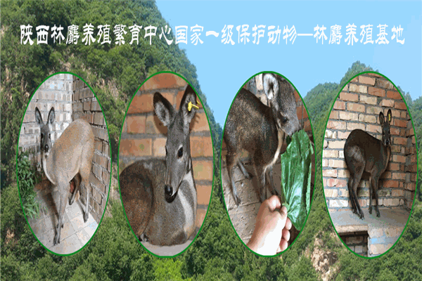 林麝养殖加盟