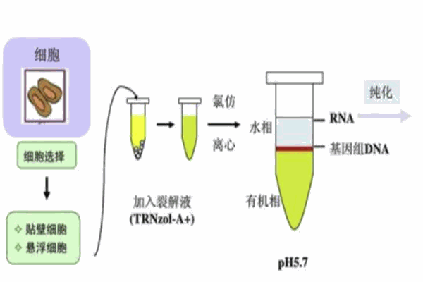 富华生物科技加盟 富华生物科技加盟