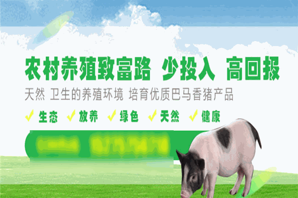 巴马香猪加盟
